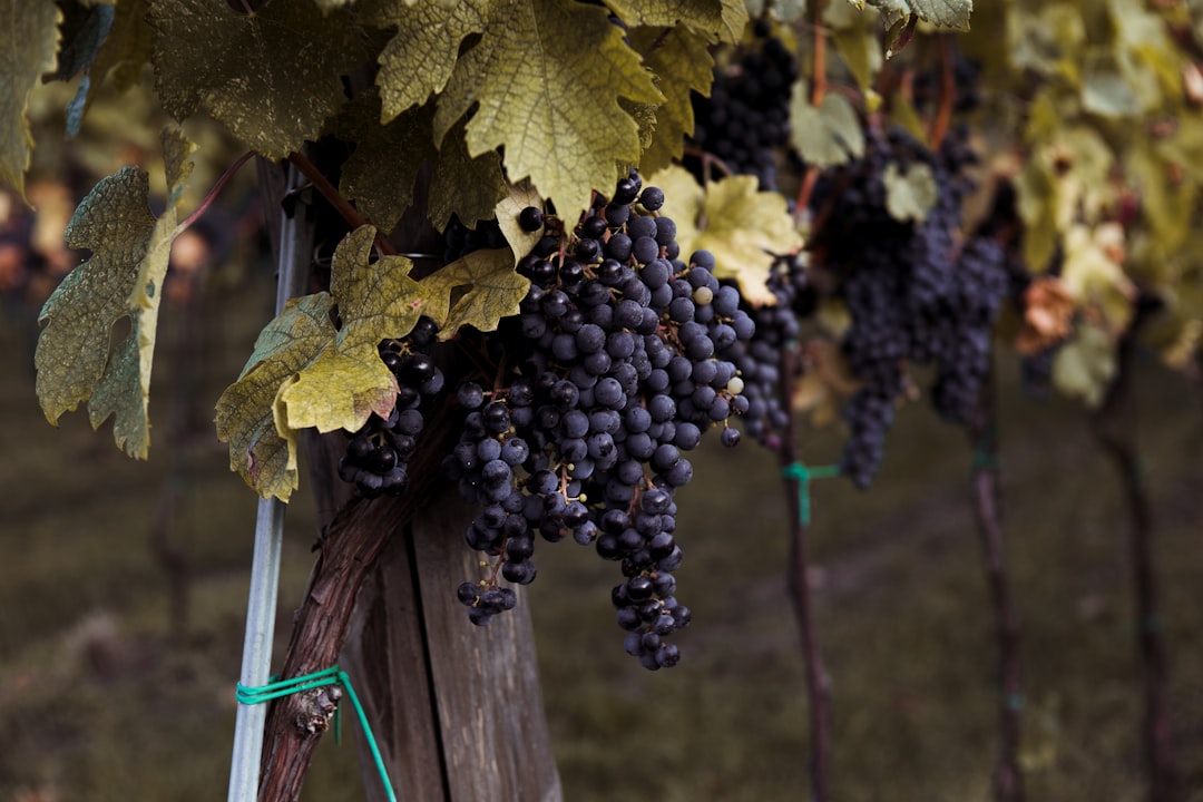 Photo Vineyard landscape
